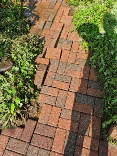 Wurzeln haben Steine hoch gedrückt Wurzeln haben Steine hoch gedrückt gereinigt